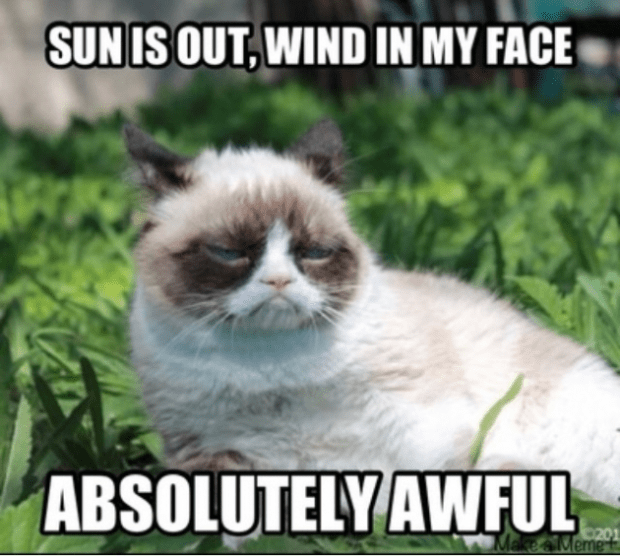 3-11-grumpy-cat-in-sun-Facebook-630x565