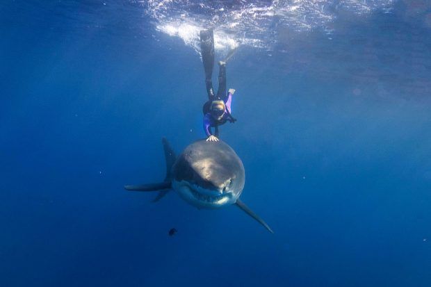 Ocean Ramsey: Das Mädchen, dass mit Haien schimmt